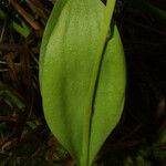 Ophioglossum engelmannii Φρούτο