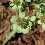 Bupleurum angulosum Цвят