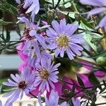 Symphyotrichum laeve Flower