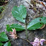 Arthroclianthus maximus Агульны выгляд