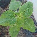 Helianthus petiolaris Leaf