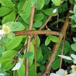 Exochorda racemosa Bark