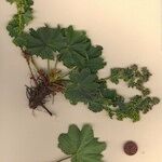 Alchemilla straminea Hábito