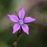 Triodanis perfoliata Žiedas