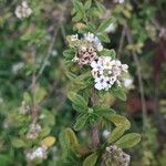 Lippia micromera Лист