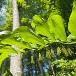 Polygonatum multiflorumBlomst