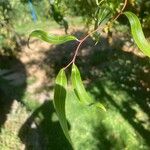 Salix babylonica Fuelha