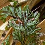 Hymenophyllum tunbrigense Blad