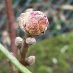 Ribes nigrum Leaf