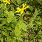 Arnica latifolia Цветок