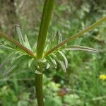 Valeriana officinalis 樹皮