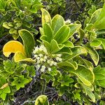 Spiraeanthemum pubescens Bloem
