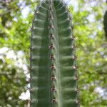 Cereus jamacaru Кора