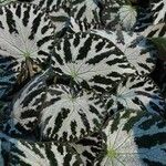 Begonia imperialis Hoja