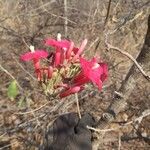 Ipomoea conzattii Flower
