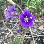 Phacelia parryi Kvet