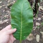 Curatella americana Fuelha