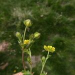 Potentilla crantzii Rhisgl