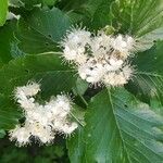 Sorbus mougeotii Kukka