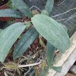 Bulbophyllum longiflorum ഇല