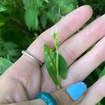 Persicaria sagittata 花