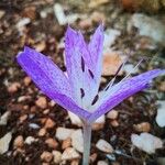Colchicum variegatum Fleur