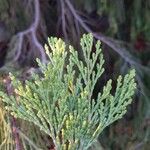 Calocedrus decurrens Leht