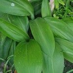 Hymenocallis tubiflora Feuille