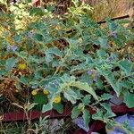 Solanum incanum Fruit