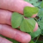 Rhynchosia minima Leaf