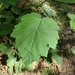 Rubus alceifolius Leaf