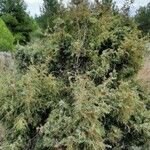 Juniperus oxycedrus Hábito