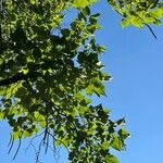 Catalpa speciosa Φύλλο