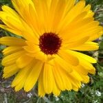 Calendula officinalisപുഷ്പം