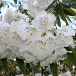 Rhododendron morii Blüte