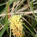Carex caryophyllea 花