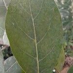 Ficus lutea Листок