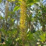 Lophanthera lactescens Flor