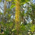 Lophanthera lactescens Flower