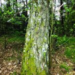 Betula pendula Bark