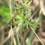 Geranium dissectum 葉