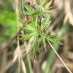 Geranium dissectum Folio