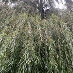 Salix babylonica Folha