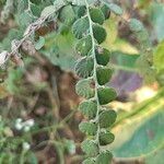 Phyllodium pulchellum Leaf