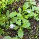 Mazus pumilus Blatt