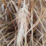 Cenchrus ciliaris Fruit