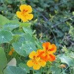 Tropaeolum majusപുഷ്പം