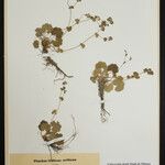 Alchemilla cinerea Blatt