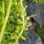 Lepidium didymum Vrucht