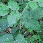 Rubus adscitus Folha